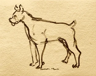 Boxer Dog Sketch