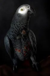 Dignified Grey Parrot