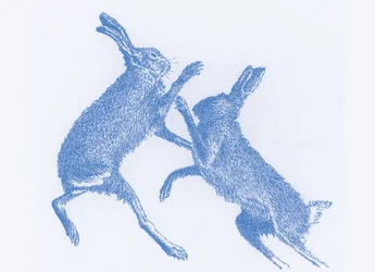 Boxing Hares, 2017