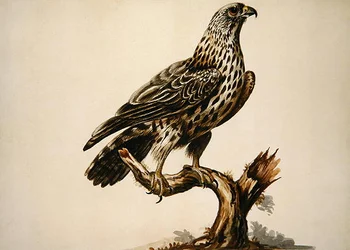 A Buzzard