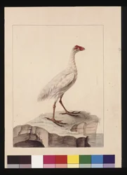 White Fulica. Now Known as a White Gallinule (Extinct)