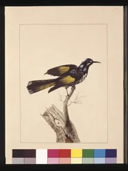 New Holland Creeper, now known as a New Holland honeyeater