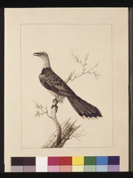 Anomalous Hornbill: Now known as a Channel-billed Cuckoo