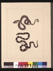 Snakes No. 1 & No.2. Now known as a Young diamond snake & a Bandy bandy