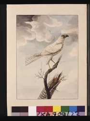 White Hawke, now known as a Grey Goshawk