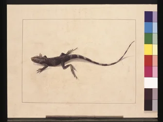 Muricated Lizard. Now known as a Tree Dragon