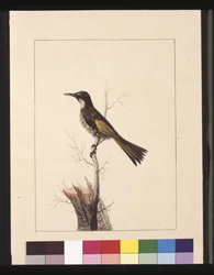 New Holland Creeper. Now known as a White-cheeked honey eater
