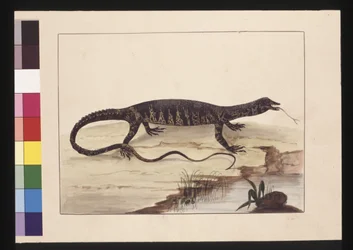 Variegated Lizard, now known as a Goanna
