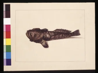 Doubtful Lophius. Now known as a Frog Fish