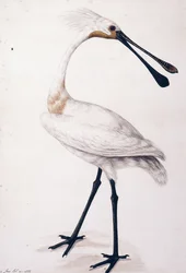 Spoonbill, 1777