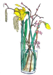 Daffodils