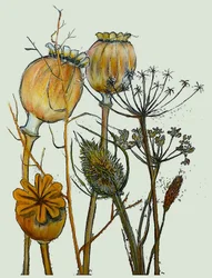 Dried Seed Heads, 2019