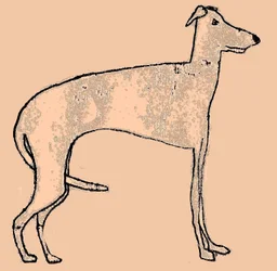 Skinny Dog