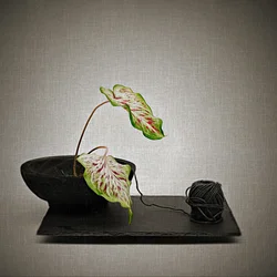 Caladium and Black Yarn