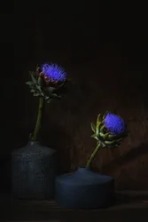 Dark Artichoke Blooms