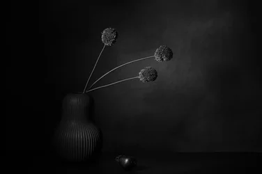 Dark Floral Stillness