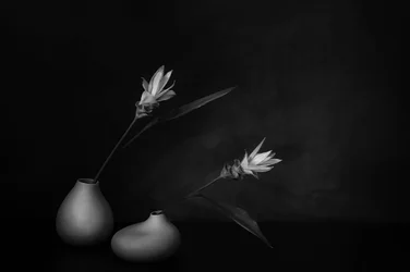 Monochrome Floral Serenity
