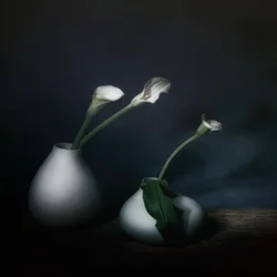 Moody Calla Blooms
