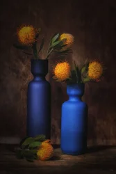 Orange Blooms in Blue