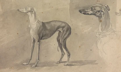 A Greyhound