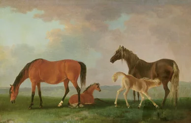 Mares and Foals