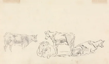 Study of Cattle