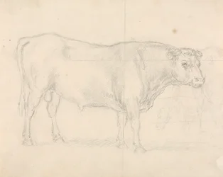 Study of a Bull