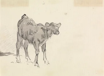 Study of a Calf