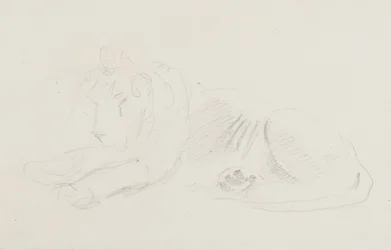 Study of a Lion