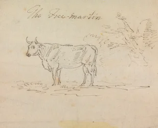 The Free-Martin