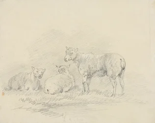 Three Sheep