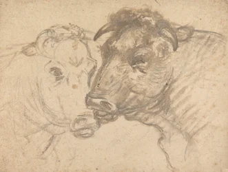 Two Bulls