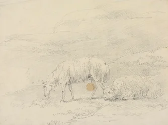 Two Sheep
