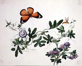 Passion Flower and Butterfly
