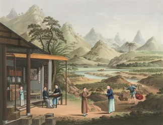 Tea Production