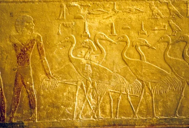 Wall Carving, Mastaba of Ti, Saqqara, 5th Dynasty, A Farmer Leading Tame Cranes