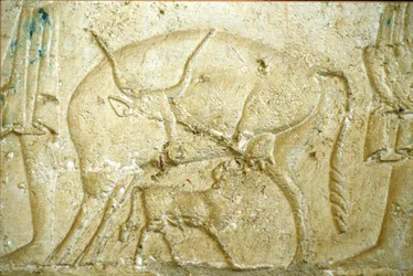 Ancient Egypt, Wall carving/painting, Tomb of Petosiris, Tuna Gabel, Tuna el Gebel, 300 BC, A calf trying to suckle