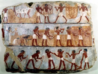 Egyptian antiquities: mural painting from the Theban tomb of Ounsou: the work of the fields: ploughing, planting, harvesting, carrying sheaves, deplanting and stripping of grains. Reg of Thutmosis (Tuthmosis or Thutmus) III