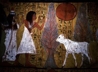 Luxor - Thebes: Left bank of the Nile. Website of DEIR EL MEDINEH: Village and necropolis of artisans. Detail of a mural of a tomb showing the calf, still thin and fragile legs, embodies the future apis. 19th Dynasty.