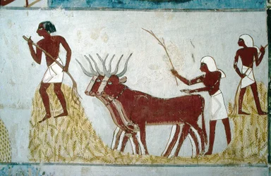 Luxor, Thebes: Tombs of the Nobles: The Tomb of Nakht. Agricultural Scene. Valley of the Nobles