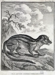 Indian Black Striped Wild Cat