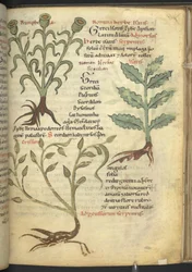 Nymphia; Isatis; Crision, from 
