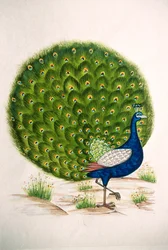 Miniature Painting of Peacock