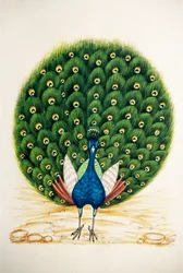 Peacock