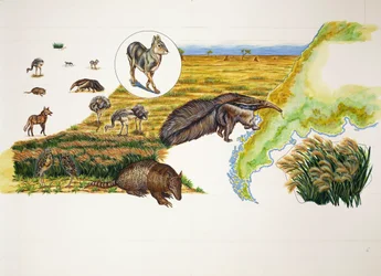 Argentina, the Pampas