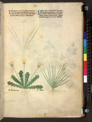 Tractatus de herbis (Herbal) c.1280-1310