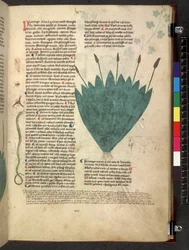 Tractatus de herbis (Herbal) c.1280-1310