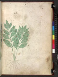 Tractatus de herbis (Herbal) c.1280-1310