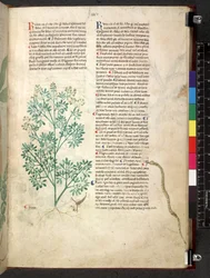 Tractatus de herbis (Herbal)