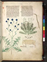 Tractatus de herbis (Herbal)